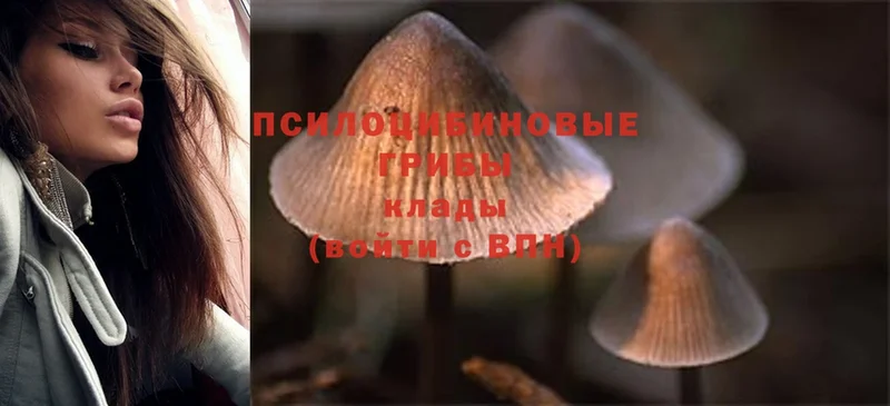 Галлюциногенные грибы Psilocybine cubensis  Ковров 